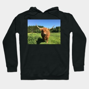 Scottish Highland Cattle Cow 2418 Hoodie